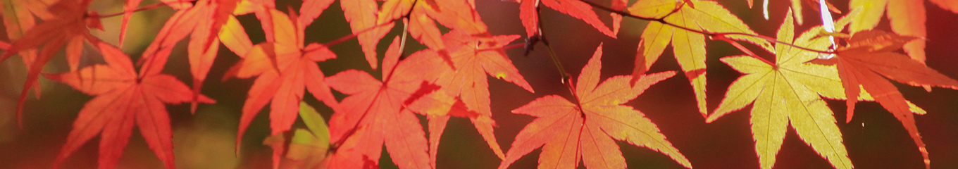 観光・紅葉クルーズ