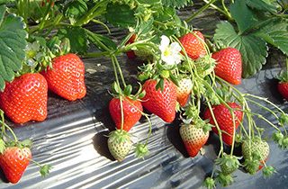 君津市内 いちご狩り