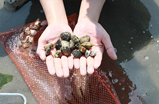 木更津市内　潮干狩り