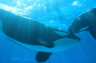 鴨川シーワールド