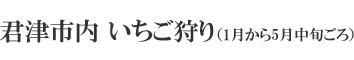 君津市内 いちご狩り